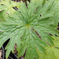 Aconitum lycoctonum